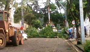 Ventania neste sábado em Maringá derrubou mais de 20 árvores em carro, casas e fiação elétrica